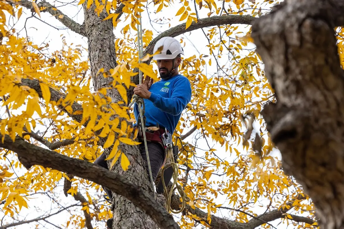 Skilled Tree Planting crew working in Central City